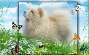 Chow-Chow Kennel