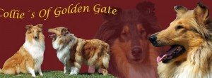 Collies of golden gate